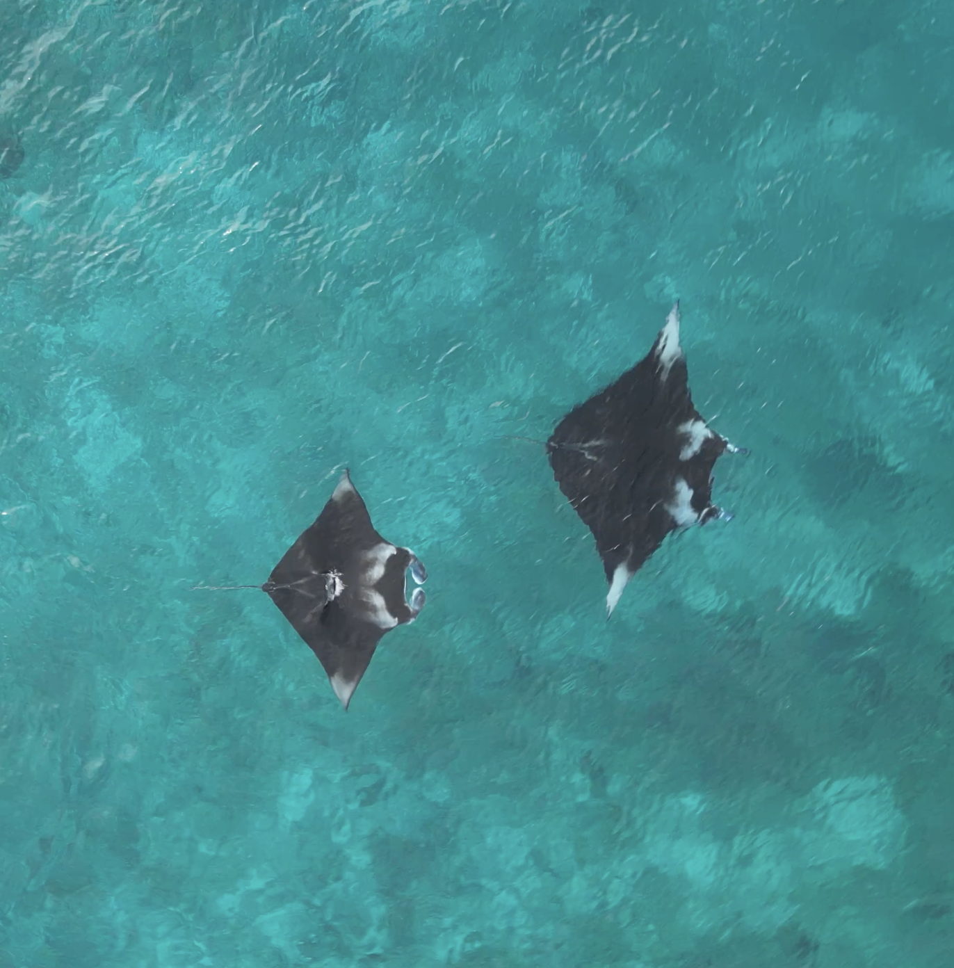 Manta Ray Encounter