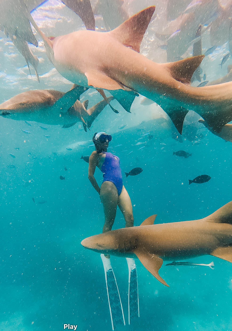 Whale Shark Snorkeling
