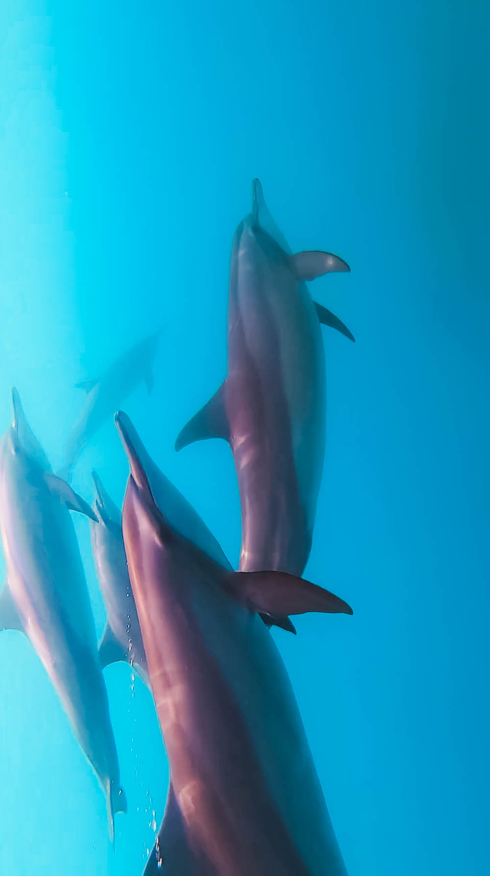 Discovery Scuba Dive